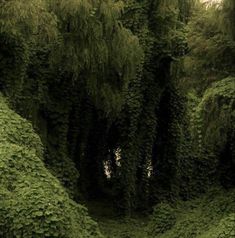 a group of trees that are covered in green plants