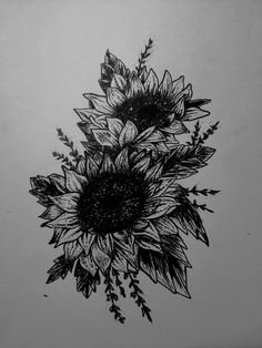 black and white drawing of three sunflowers on a sheet of paper with leaves