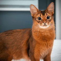 a brown cat standing on top of a bed next to a white wall and window