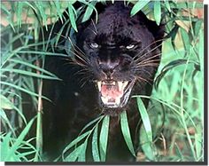 a black leopard with its mouth open and it's teeth wide open, standing in tall grass