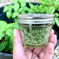 a hand holding a jar filled with green herbs