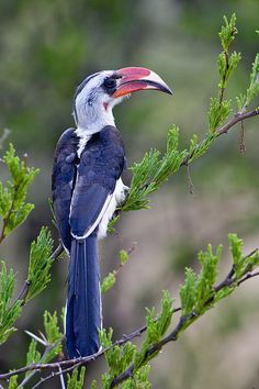 a bird sitting on top of a tree branch