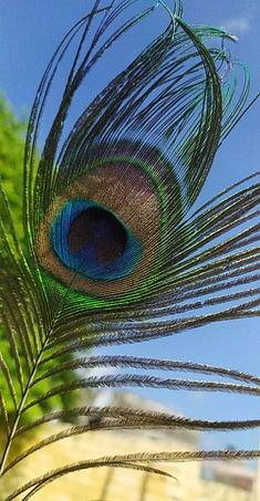 the tail of a peacock's feather is seen in front of a blue sky