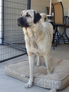 a large white dog standing on top of a cushion in front of a caged door