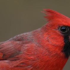 a red bird with black and gray feathers is looking at the camera while it's close up