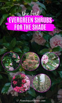 the best evergreen shrubs for the shade