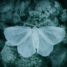 a large white butterfly sitting on top of a rock