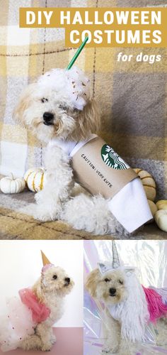 a dog dressed up as a starbucks drink and wearing a birthday hat with the words diy halloween costumes for dogs