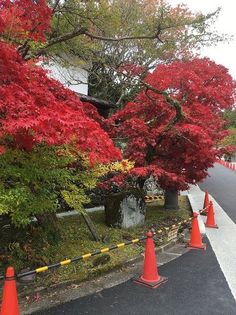 trees with red leaves are lined up on the side of the road in front of orange cones