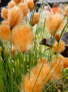 some very pretty yellow flowers by some green grass and plants with long stems in the foreground