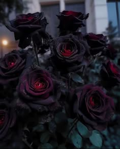 #flowers #flowerstagram #flowersturk #flowerstattoo #flowerstv #flowersinmygarden Six Scorched Roses, Gothic Flowers, Gothic Garden, Dark Flowers, Romantic Goth, Black Roses, Gothic Aesthetic, Gothic Wedding, Black Flowers