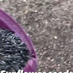 a close up of a purple bucket filled with dirt next to a sidewalk and words that read, the sunflower seeds