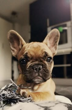 a black and white photo of a small dog