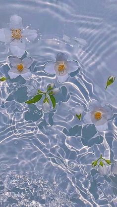 white flowers floating in water with green leaves on the bottom and yellow center surrounded by ripples