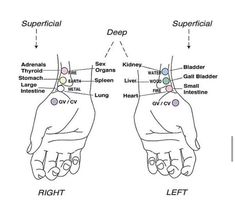 Human Body Vocabulary, Traditional Chinese Medicine Acupuncture, Ear Reflexology, Body Wisdom, Hand Reflexology, Massage Therapy Techniques, Complementary Medicine, Ayurvedic Healing