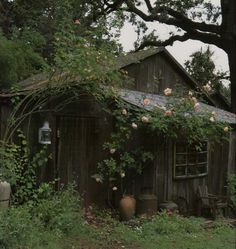 an old shed with roses growing on the roof and door, next to a tree