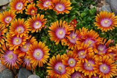 an arrangement of orange and purple flowers on rocks