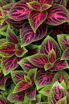 some very pretty purple and green leaves