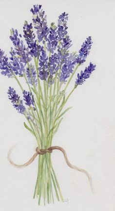 a watercolor painting of lavender flowers tied to a ribbon