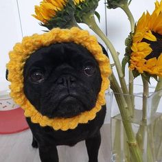 a black pug dog wearing a yellow crochet hat next to sunflowers