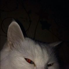 a white cat with red eyes laying down