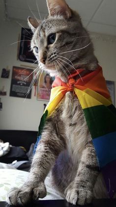 a cat wearing a rainbow scarf on top of a bed