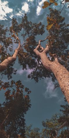 looking up at the tops of tall trees