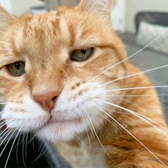 an orange and white cat sitting on top of a chair