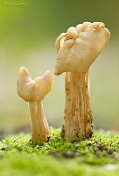 two mushrooms that are sitting in the grass