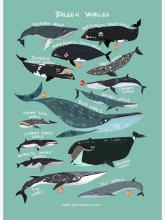 a poster with different types of whales on it's sides and the names below