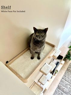 a gray cat sitting on top of a white rug in front of a wall with words above it