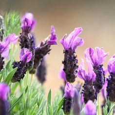 purple flowers with green stems in the foreground