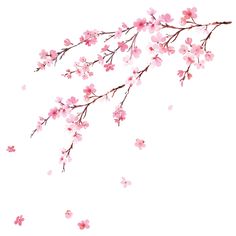 a branch with pink flowers on it against a white background