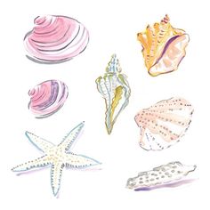 several seashells and starfish on a white background with watercolor pencils