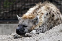 a hyena laying on top of a rock