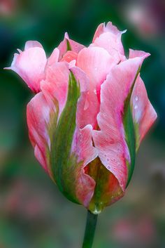 a pink flower with water droplets on it