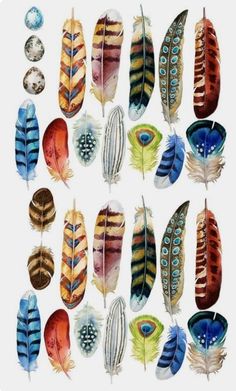 watercolor feathers arranged in a circle on a white background, each with different colors