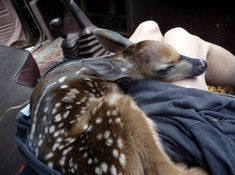 a baby deer is curled up on someone's lap