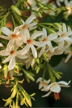 white flowers are blooming on a tree branch