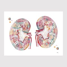 an illustration of the lungs in red and yellow