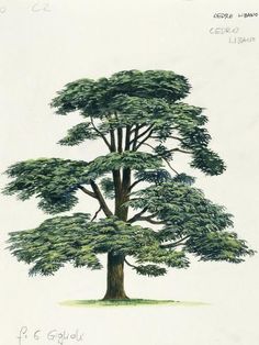 a drawing of a large tree with green leaves on the top and bottom branches, in front of a white background