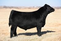 a large black cow standing on top of a dry grass field