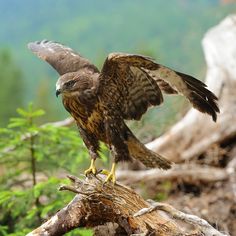 a brown and black bird sitting on top of a tree branch with wings spread out