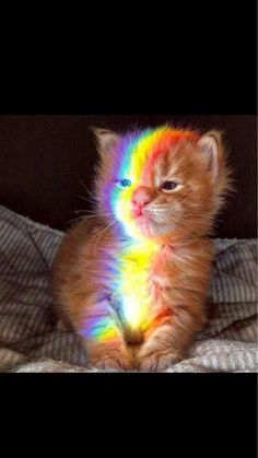 an orange kitten sitting on top of a bed covered in rainbow colored hair and looking at the camera