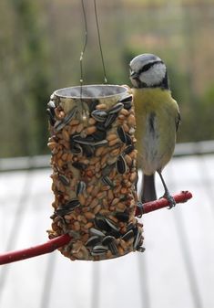 a bird is perched on a feeder full of seeds