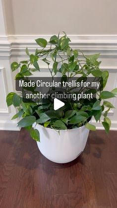 a potted plant with the words made circular trails for my another climbing plant on it