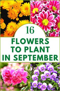 16 Flowers To Plant in September Plants To Plant In September, Fall Flowers To Plant In September, Cool Season Flowers, Indian Flowers Plants, October Flowers In Season, September Flowers In Season, Flowers To Plant In September, What To Plant In September, September Gardening