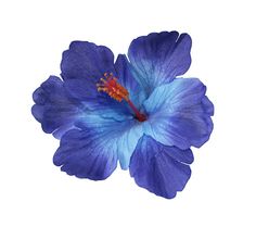 a blue flower on a white background