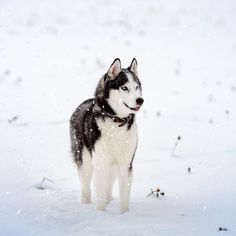 a black and white husky dog standing in the snow with his tongue out stock photo