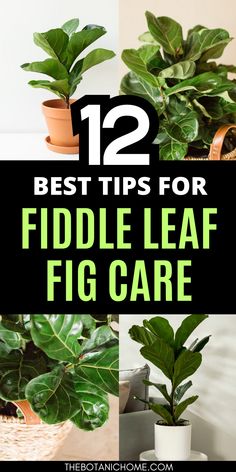 Bright living room featuring a beautifully styled fiddle leaf fig indoor styling, highlighting expert fiddle leaf fig care tips and essential guidance for caring for fiddle leaf fig plants indoors.